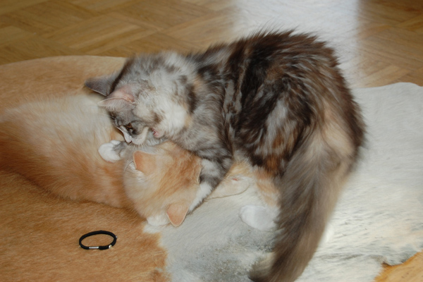 Toben mit Qesharo ist toll.JPG